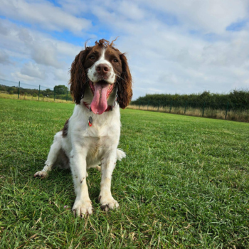 5 Tips for Choosing A Doggy Day Care