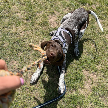 How to give your dog a happy life