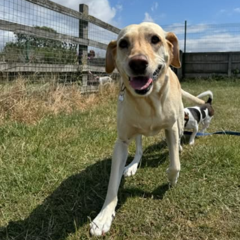 Dog friendly outings in warm weather