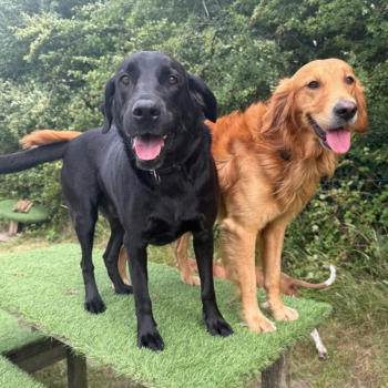 Looking for dog grooming services in Leicestershire?