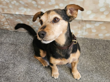 Fully Trained Dog Groomers 