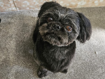 What does our dog grooming service involve?