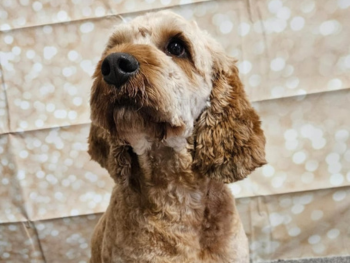 Fully Trained Dog Groomers 