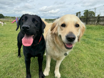 Doggy Day Care at the Willows