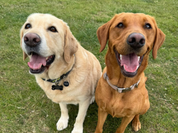 Doggy Day Care at the Willows