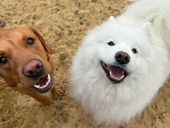 Doggy Day Care at the Willows