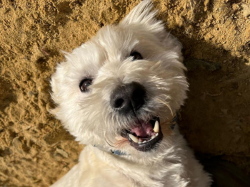 Doggy Day Care at the Willows