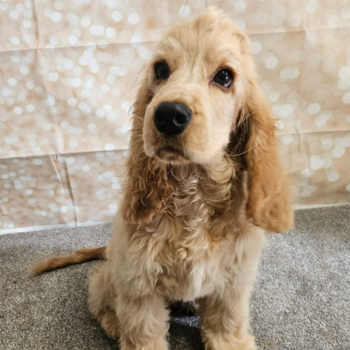 Noise sensitivity in dogs and the link to pain 