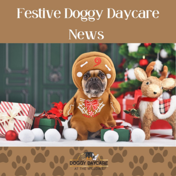 Our Festive Doggy Daycare News