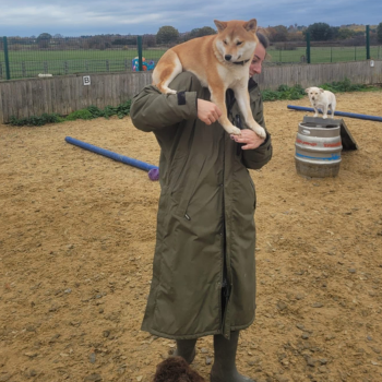 How to choose the right temperament for a dog